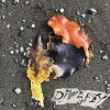 Download track Oh So Lovely