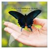 Download track Alpamayo