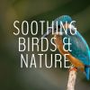 Download track Spring Bird Sounds