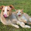 Download track Soothing Sounds Pets Relax