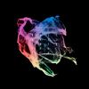 Download track Splinter