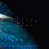 Download track I Dive In To My Jade