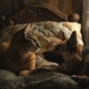 Download track Furry Peace As Sun Sets