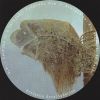 Download track Lockjaw