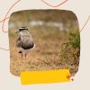 Download track Simplistic Ambiance For Mental Exercises