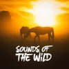 Download track Sounds From A Grove: Spring, Winds And The Blackbird