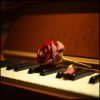 Download track Sensiz Kaldım
