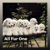 Download track A Relaxing Sound For A Dog