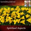Download track Embracing The Divine Light