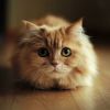 Download track Quiet Moments For Kitties