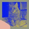 Download track Background For Friendly Cats