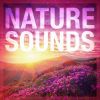 Download track Sounds From A Grove: Spring, Winds And The Blackbird