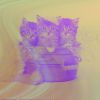 Download track Urbane Cozy Kittens