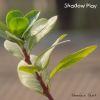 Download track Shadow Play