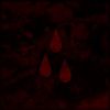 Download track Still A Stranger