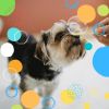 Download track Subtle Separation From Dogs