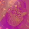 Download track Magnificent Backdrops For Home Cats