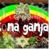 Download track Mi FLoW