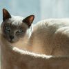 Download track Soothing Patterns For Peaceful Cat Rest