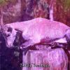 Download track Growing Sleepy