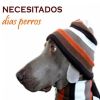 Download track Adrenalina