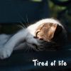 Download track Evergreen (You Didn’t Deserve Me At All)