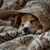 Download track Quiet Calm Dogs Night