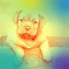 Download track Inspiring Music For Doggy Wellness
