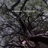 Download track Don't Mistake Me - Acoustic Version
