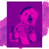 Download track Debonair Backdrops For Sleepy Pups