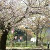 Download track Spring River