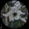 Download track Time To Grow