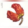 Download track Love Is A Catastrophe
