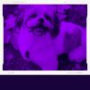Download track Dream-Like Ambiance For Doggy Stress