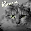 Download track Melodic Rush