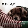Download track Stay (Acoustic)