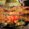 Download track Zen Desires