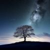 Download track Mysterious Forest