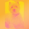 Download track Debonair Moods For Relaxing Your Dog
