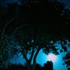 Download track Between The Trees