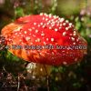 Download track Surround Yourself In Rain