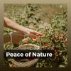 Download track Steep And Narrow