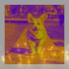 Download track Stellar Backdrops For Serene Puppies