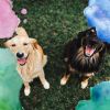Download track Background For Restless Puppies