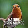 Download track Found Everywhere