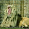 Download track Go Fast Asleep