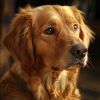 Download track Nighttime Calm For Canines