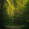 Download track Mysterious Forest