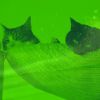 Download track Terrific Moods For Home Cats
