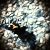 Download track Fingernail Moon